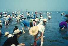 東京湾の潮干狩り