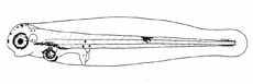 タカベの仔魚。ふ化後3日目（体長3.5mm）