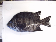 イシダイとイシガキダイの自然交雑魚