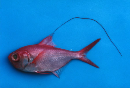 背びれの長いキンメダイの幼魚（体長約20cm）