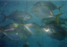 シマアジの産卵用親魚