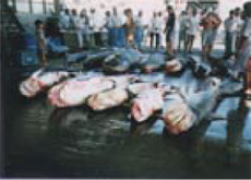 漁場から駆除されたイタチザメ