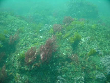 海中の岩上に生育するトサカノリ