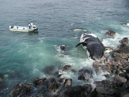 伊豆大島の海岸に座礁したセミクジラ