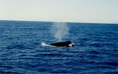 小笠原のザトウクジラのブロウ