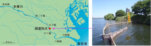 図１　調査地点　写真１　多摩川に設置した定置網