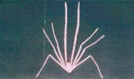 図2 Chirostylus rustratus  Osawa & Nishikiori,1998