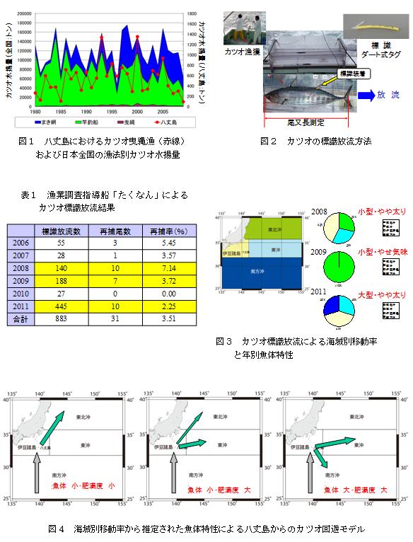 八丈島のカツオは何処へ行く（カツオの移動と魚体の関係） 図表