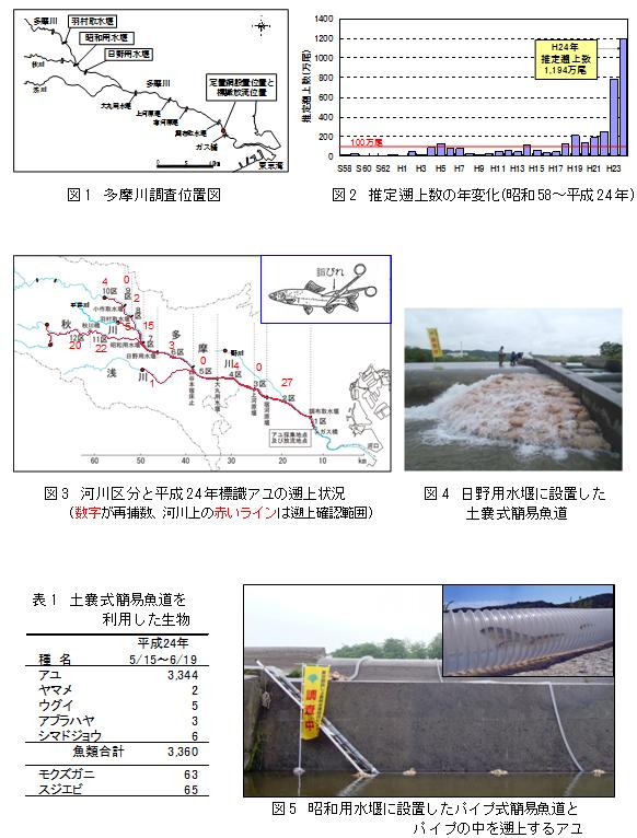 多摩川におけるアユの遡上と遡上促進の取り組み（天然遡上アユをより上流へ） 図表
