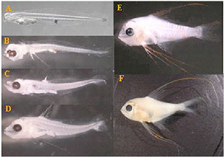 キンメダイ資源構造の解明に関する研究