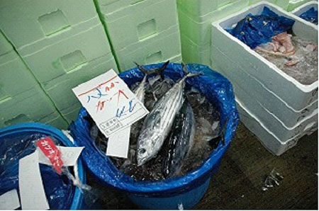 カツオの漁場形成予測研究