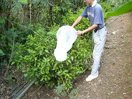 害虫の捕獲