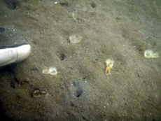 写真7 同10月12日：基本水準面より1mから2m深場に生息する外来種のホンビノスガイ