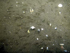 写真8 お台場10月24日の海底と2枚貝