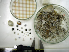 写真3 1mm目合いの篩に残った砂や貝殻片から 稚貝などを選別して取り出す
