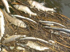 写真6 新中川付近の浮上魚類（ウナギ、二ゴイ等）