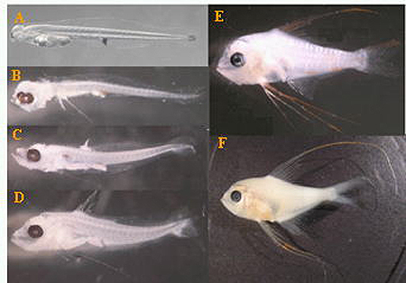 図5 キンメダイ仔稚魚の発育段階