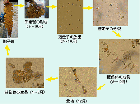 図1 伊豆大島におけるアントクメの生活史