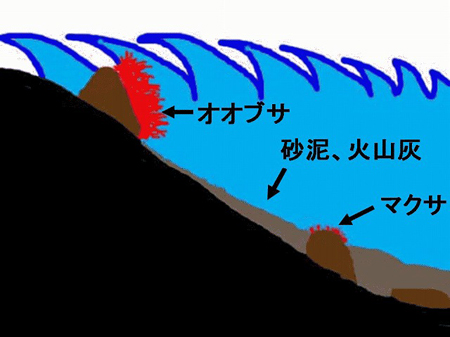 図2 テングサ着生と堆積物の関係