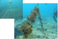 図7 神湊漁港域に移植したマクサ藻体の生長を確認（2007年6月）