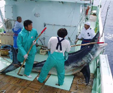 図2 調査指導船「たくなん」によるサメ捕獲調査(2) 