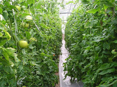 写真4 冬に収穫する抑制トマト