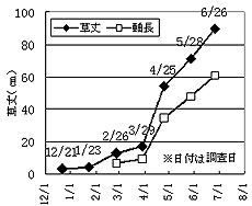 図2 アシタバ成長の推移