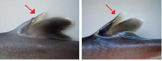写真2　第二背鰭の前縁の棘部分