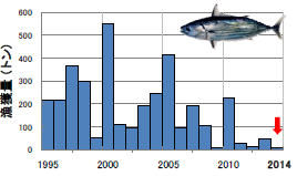 図1　八丈島における過去20年間（1995-2014）の1～3月までのカツオ水揚量 