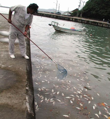 図1 メアジの大量死（母島沖港）