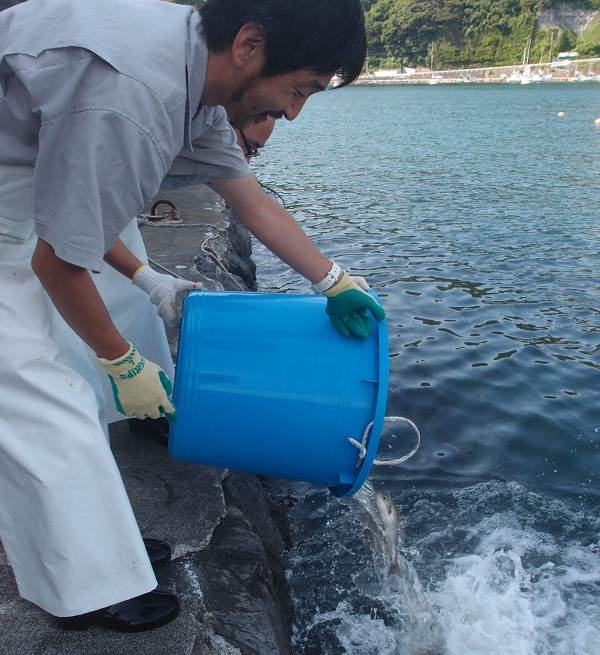 写真3　イサキを海へ放流