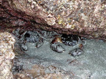 産卵のために海岸におりてきたモクズガニ