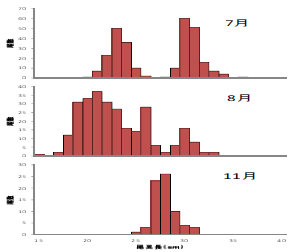 図３　２０１３年の月別尾叉長組成