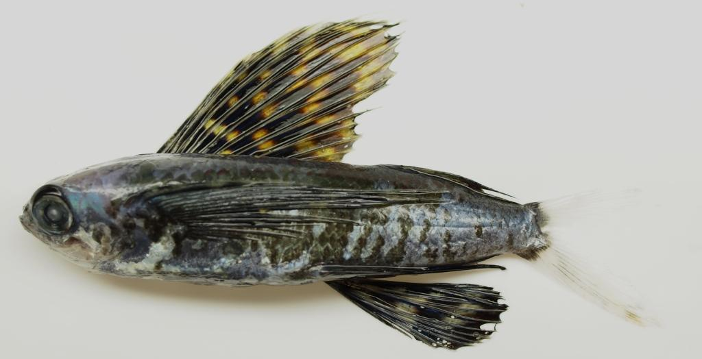 アヤトビウオ幼魚