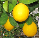 図１　樹上で完熟した「八丈フルーツレモン」