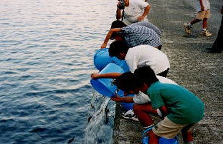 大島と神津島でイサキを1万尾放流