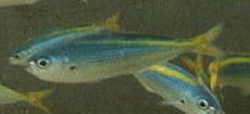 タカベ