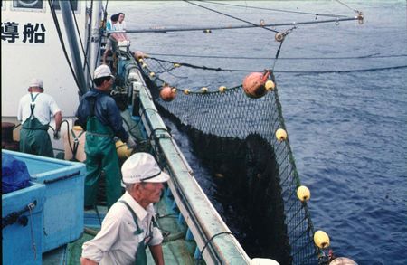 網起こし作業(新島)