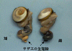 図1 サザエの生殖腺