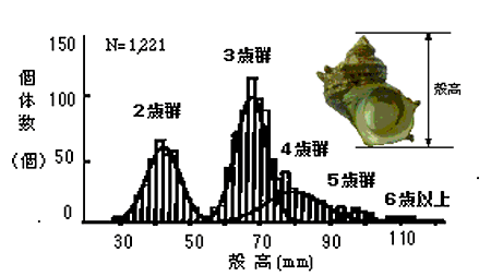 図3 天然サザエの年級群組成