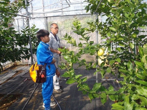 写真４　園芸振興係職員から、八丈フルーツレモンの栽培に関する研究の説明を聞く様子
