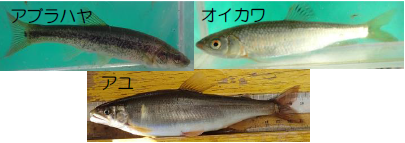 図2　今回の調査で採集された主要魚種