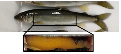 図3　成熟して卵を持った汲み上げアユ