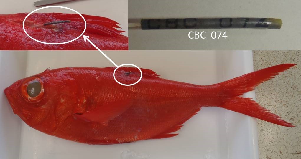 図1　キンメダイ標識魚