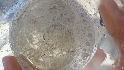 図1 採集されたハゼ科仔魚