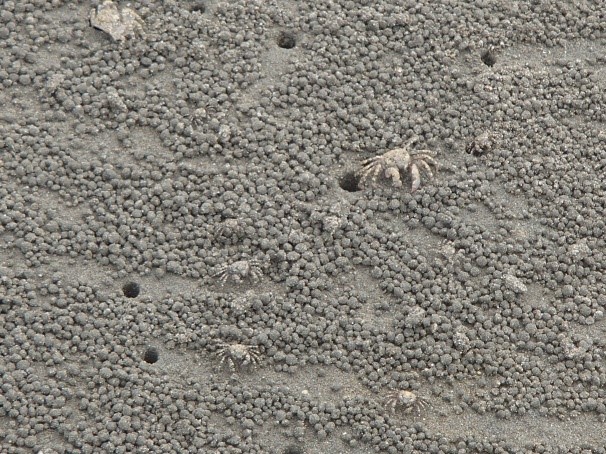 写真5　孔から出てきたコメツキガニと餌を食べた後に捨てた砂団子