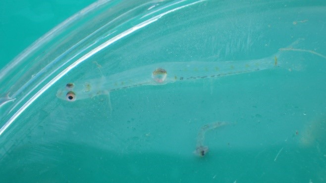 写真1　シロウオ稚魚（全長約20mm）