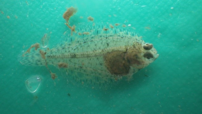 写真１　マコガレイ仔魚（全長約20mm）