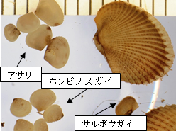 写真1　アサリ、ホンビノスガイ、サルボウガイ