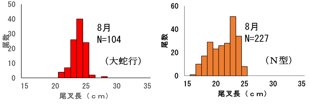 図3 2018年(左)および2016年(右)の尾叉長組成